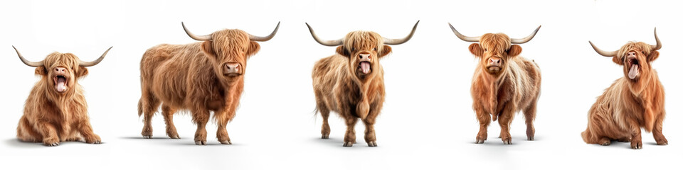 Wildlife animals banner panorama long - Collection of funny cute crazy laughing lying, standing, sitting scottish highland cattle, isolated on white background, Generative AI - obrazy, fototapety, plakaty