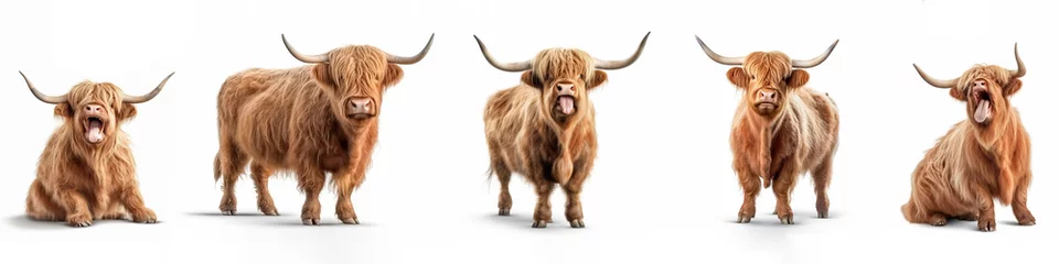 Foto op Canvas Wildlife animals banner panorama long - Collection of funny cute crazy laughing lying, standing, sitting scottish highland cattle, isolated on white background, Generative AI © Corri Seizinger