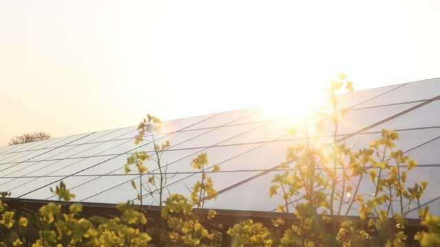 Green energy from solar panels, grass, rapeseed flowers, windy day, photovoltaic modules. Space text.