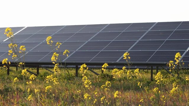 Green energy from solar panels, grass, rapeseed flowers, windy day, photovoltaic modules.