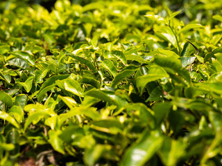 Tea plantations India leaves 