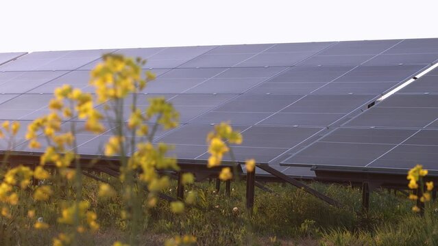 Photovoltaic modules, eco power, windy day, grass, rapeseed blooms. Solar energy and text space.