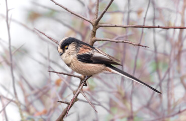 Long-tailed tit-Aegithalos caudatus