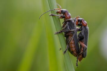 Pair of mating Cantharis fusca beetles on grass strand; male atop female, both similar in color but distinguishable by size.