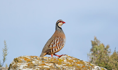 Red-legged partridge-Alectoris rufa