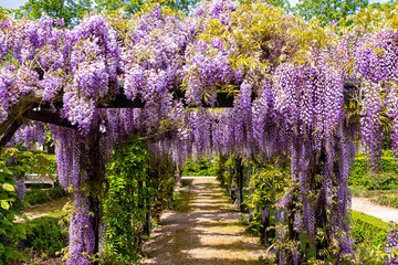 Wild vine blossoms in purple and in long clusters in the sunshine