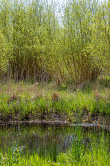 Muddy pond surrounded by wild grass, vegetation and trees with green foliage in background, reflection on water surface, sunny day in IJzerenbos nature reserve area, South Limburg in the Netherlands