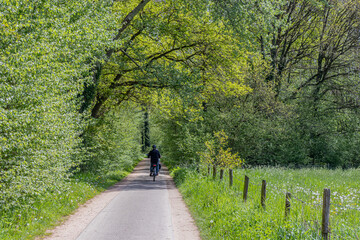 Bicycle path between lush green trees and abundant vegetation with people riding bicycles in the...