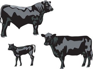 Black Angus - vector illustration