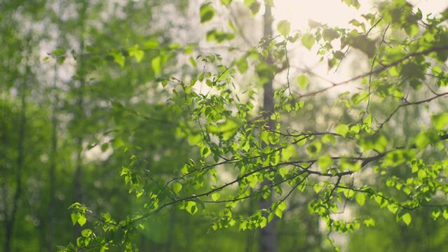 Sun branch sunset fresh leaves summer spring tree boken wind