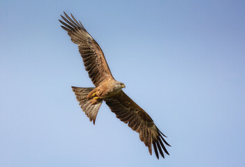Black kite-Milvus migrans