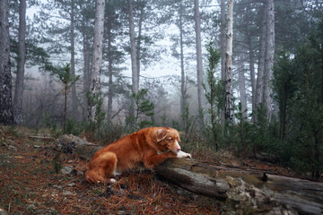 Red dog in a foggy forest laid her head on a log. Nova Scotia duck tolling retriever in nature. Hiking with a pet. forest fairy tale