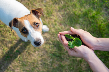 A woman holds a sprout in her hands next to the muzzle of a Jack Russell dog outdoors.