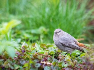 Common redstart female (Phoenicurus phoenicurus), or simply redstart on the grass. Small passerine bird in the genus Phoenicurus