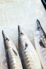 barracudas on ice at the fish market counter