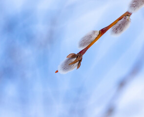 willow branch with catkins