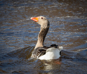 goose on the water