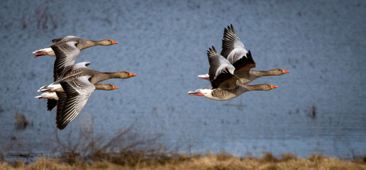 geese in flight