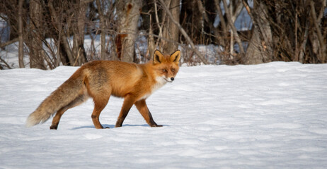 fox in the snow
