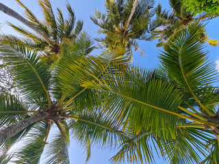 Obraz na płótnie Canvas Beautiful and immersive view of the Maldives, with multiple palm trees with the point of view from under the palm trees looking up towards the canopy of leaves above.
