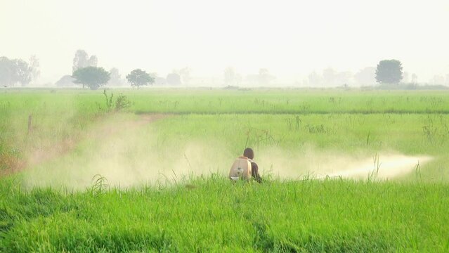 Farmers spraying pesticides in the rice field