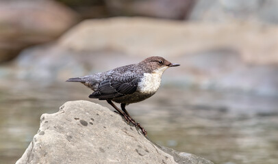 White-throated dipper-Cinclus cinclus