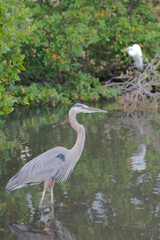 Blue Heron in water on the edge of boat ramp. In Water with a green plant  background.