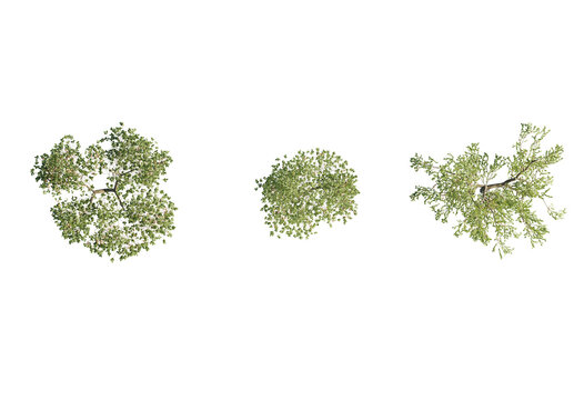 3d Plant Trees Top view Cutout PNG Malus Domestica