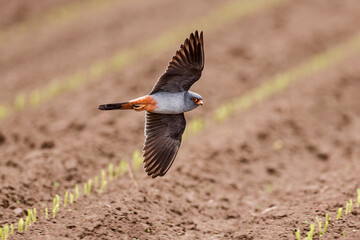 Red-footed falcon flying