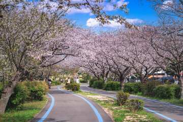 Cherry blossoms in full bloom in the park