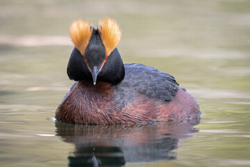 Horned grebe swimming in the lake