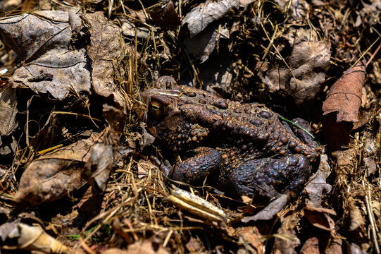 A toad emerges from its winter hibernation and easily blends in with the brown dead leaves covering the forest floor.  This toad is so well camouflaged that you would miss it.  Spring in Upstate NY.