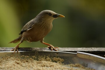 chestnut tailed sterling bird eating