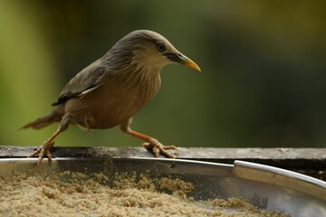 chestnut tailed sterling eating from a food pot