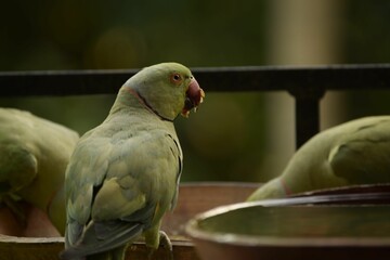rose ringed parakeet also known as the ring necked parakeet eating grains