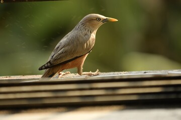 chestnut tailed sterling bird sitting on the widow edge
