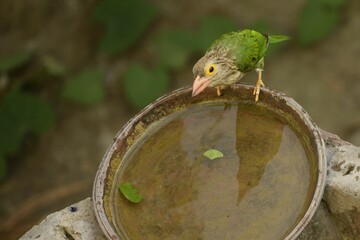 lineated barbet, sitting on water bowl edge
