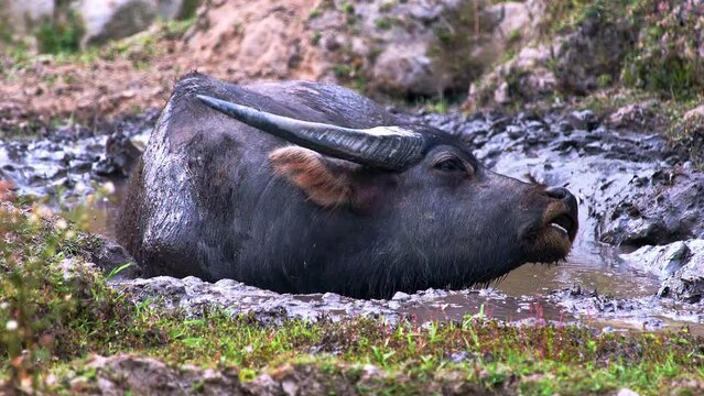 Ruminating water buffalo bull with big horns wallowing in muddy hole.