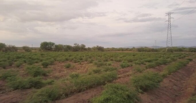 View from a drone flying over a plantation in Magdalena de Kino, Sonora, Mexico