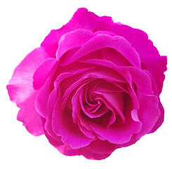 Bright pink rose isolated