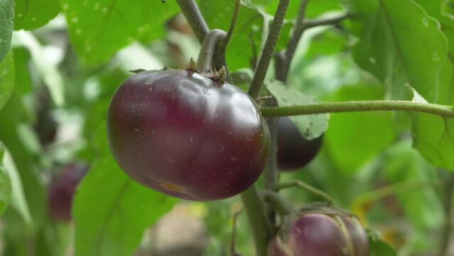 Eggplant vegetable with green color leaf in small farm garden. Organic farming. Delicious, fresh ripe organic, vegan and tasty food background