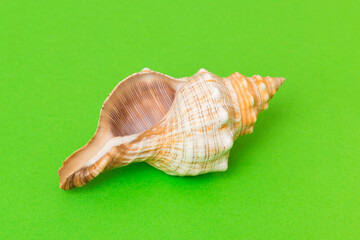 Beach seashells on colored background. Mock up with copy space