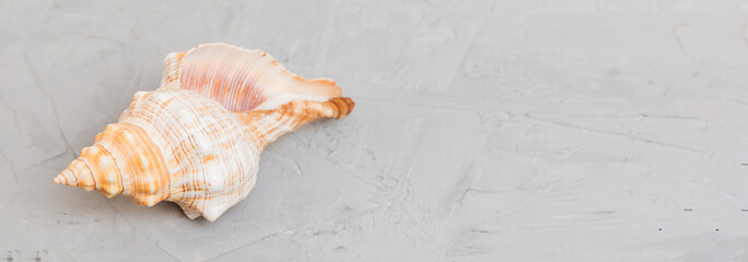 Beach seashells on colored background. Mock up with copy space