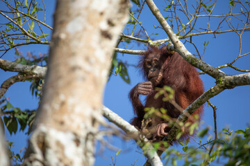 Orangutan in Borneo living in the wild are always on trees. They almost never touch the ground. 