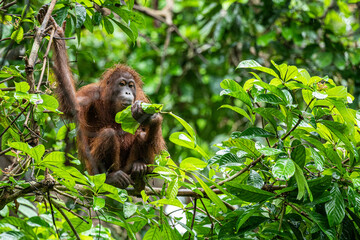 Orangutan in Borneo living in the wild are always on trees. They almost never touch the ground. 