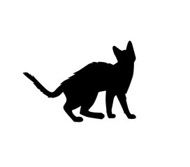 silhouette of a cat