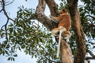 Proboscis Monkey also known as long nose monkey in the trees of Borneo rain forest