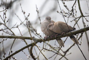 Cute couple of Eurasian collared dove (Streptopelia decaocto) on a tree during rainy day.