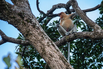Proboscis Monkey also known as long nose monkey in the trees of Borneo rain forest
