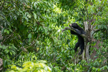 Sun bear in the wild sleeping on a tree in Borneo Malaysia